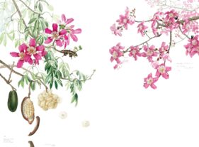 MARGHERITA LEONI: CEIBA PINK