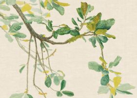 MARGHERITA LEONI: CERRADO JUTA