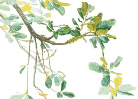 MARGHERITA LEONI: CERRADO WHITE