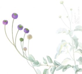 MARGHERITA LEONI: CHRESTA CHRESTA