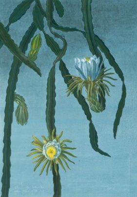 MARGHERITA LEONI: HILOCEREUS CERULEAN BLUE