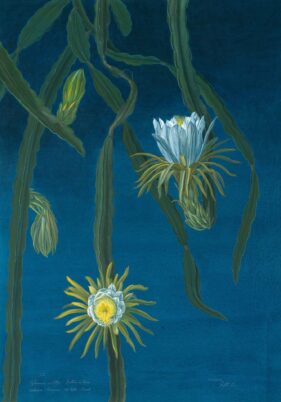MARGHERITA LEONI: HILOCEREUS NIGHT BLUE