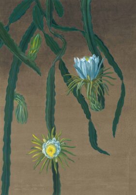 MARGHERITA LEONI: HILOCEREUS SOIL