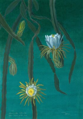 MARGHERITA LEONI: HILOCEREUS TEAL