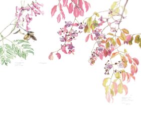 MARGHERITA LEONI: SAPUCAIA SAPUCAIA