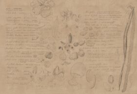 MARGHERITA LEONI: SEMINAMI AVANA